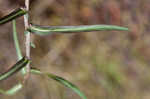 Willowleaf lettuce